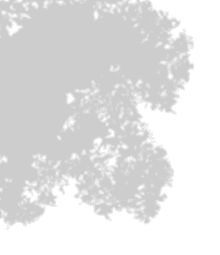 Hero Tree Shadow Overlay
